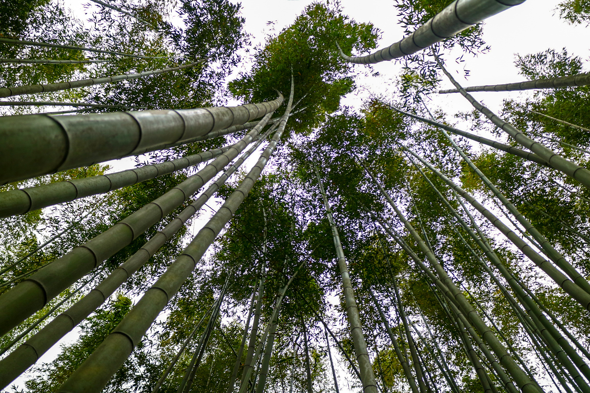 Arashiyama bamboos, Kyoto - Japon